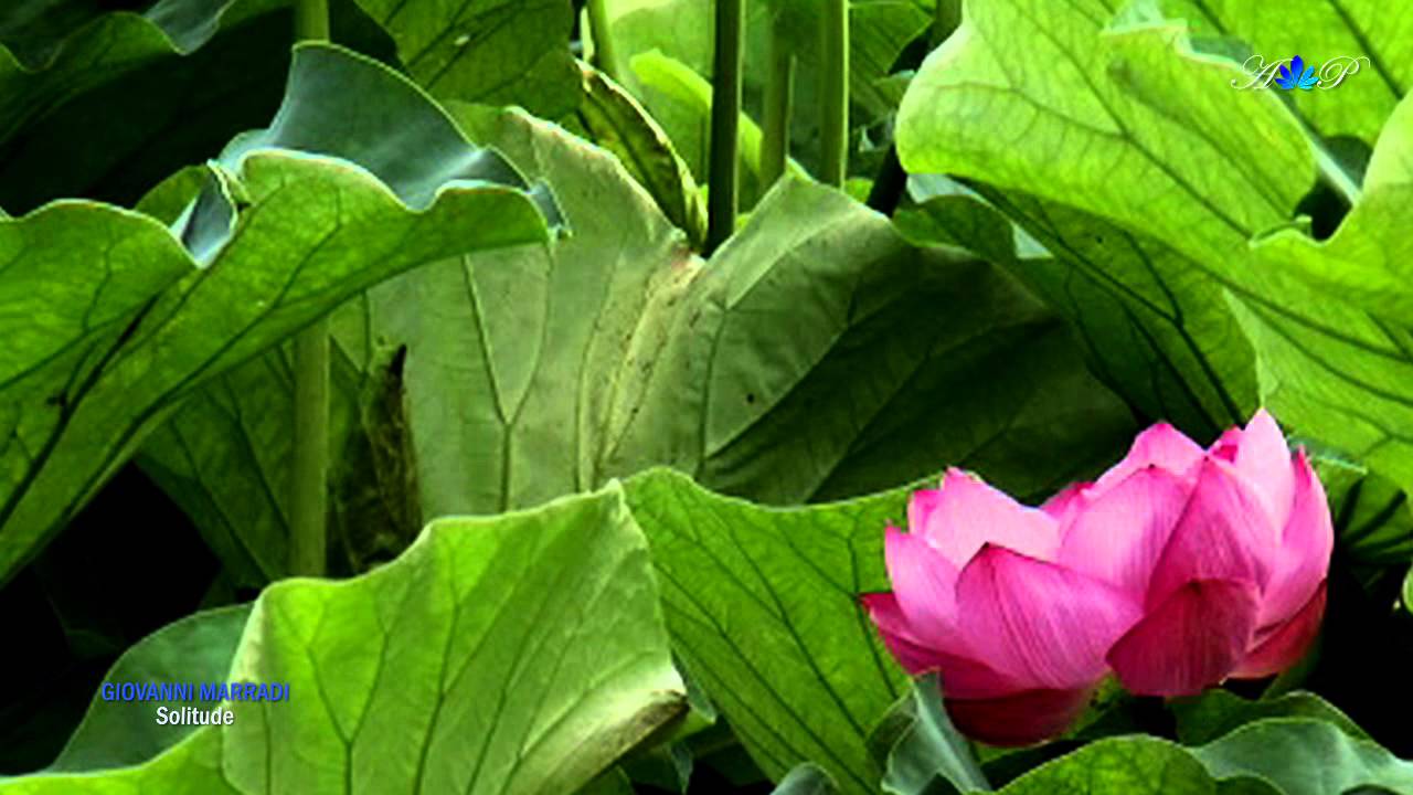 ♡ GIOVANNI MARRADI - Solitude - YouTube