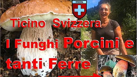 Come cucinare i funghi Ferré?
