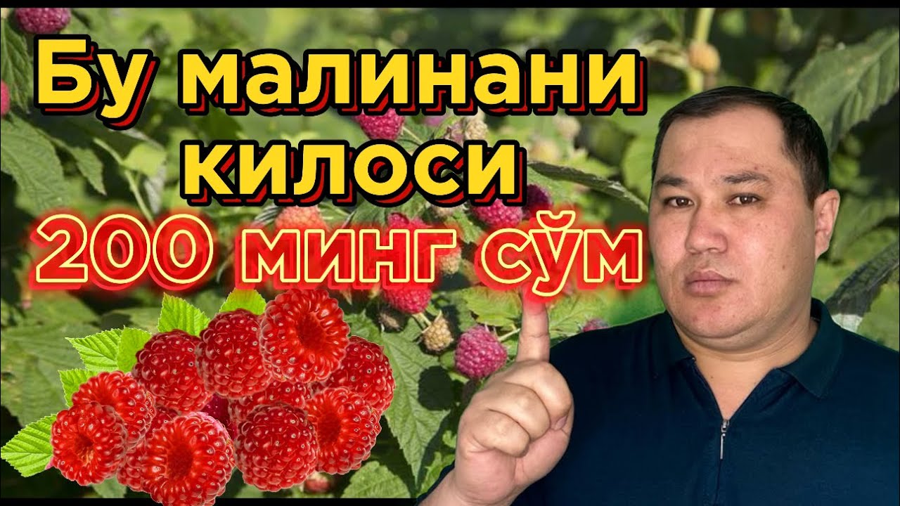 Малина европа нави. Делнива. Даромад жуда юқори