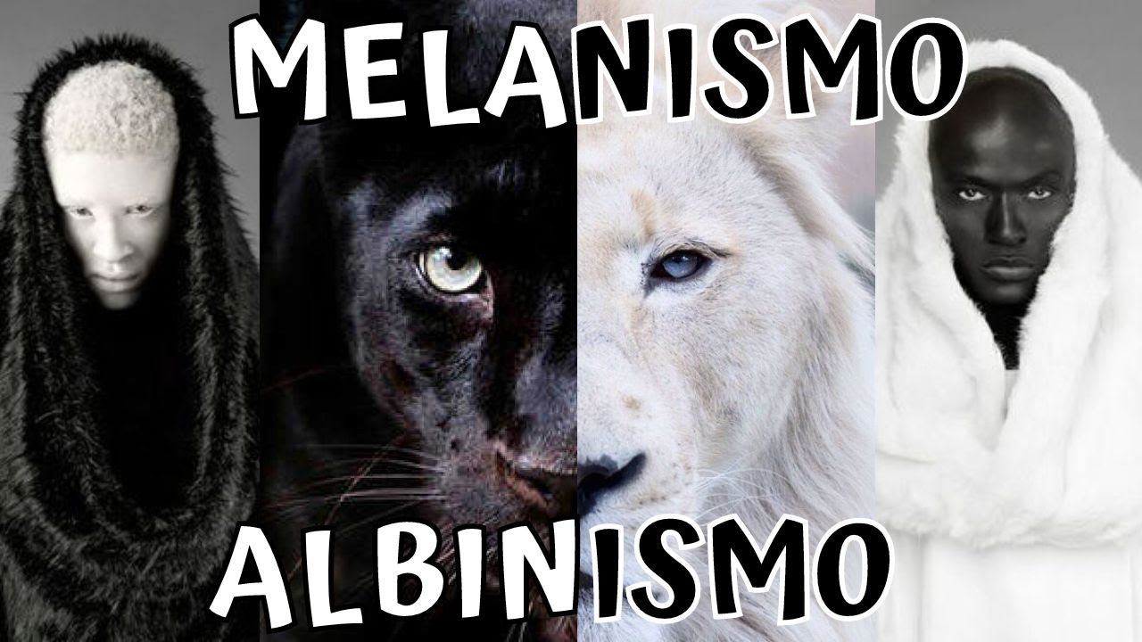 Melanismo En Animales