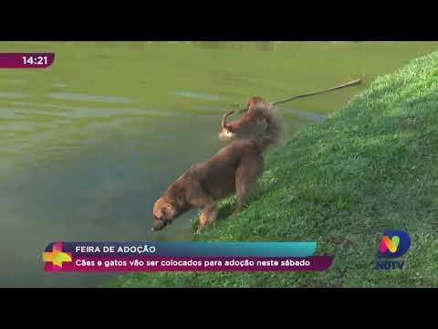 Feira de adoção: cães e gatos vão ser colocados para adoção neste sábado (23)