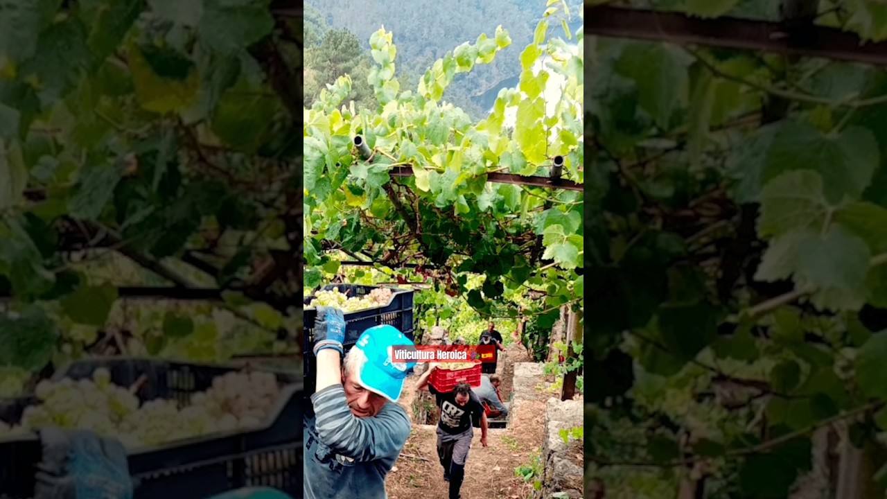 🍇Viticultura Heroica en Galicia 🇪🇸 En la bodega ABADIA da COVA, un lugar maravilloso