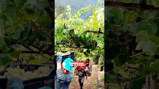 🍇Viticultura Heroica en Galicia 🇪🇸 En la bodega ABADIA da COVA, un lugar maravilloso