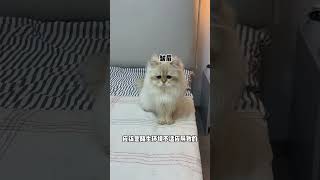 【牛奶是只猫】救命！两个傻猫生出来的孩子会是啥样的