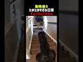 【タマヒュン注意】たまたますぎる動物の日常4連発