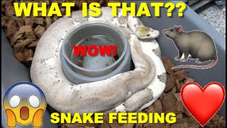 Blue Eye Snake? Ball Pythons In Shed! Feeding 1000 Snakes!!! Wealth