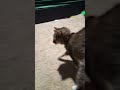 CATTTTTTTTTTT