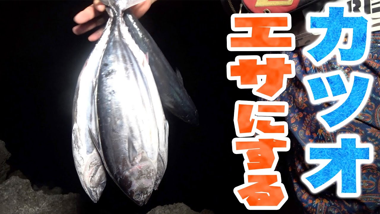 食用カツオをエサにして釣りしてみた 大東寿司を作る 前編 Youtube