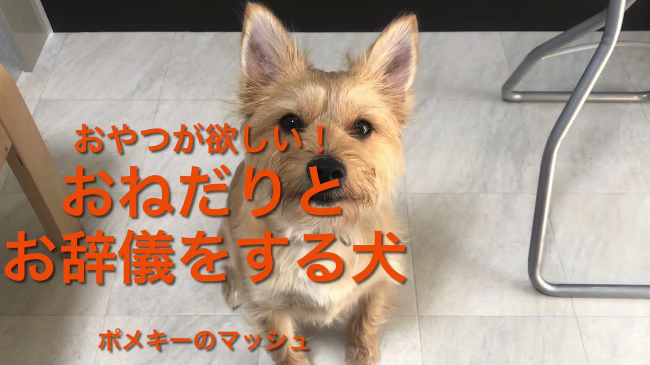 ミックス犬 おねだりする犬 ポメキー Youtube ミックス犬 おねだりする犬 ポメキー Youtube