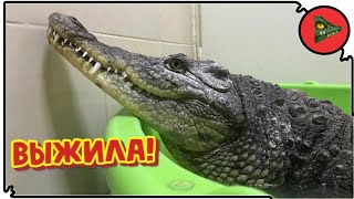 Крокодил Выжил В Аварии! История Моего Нового Крокодила!