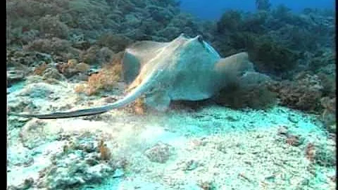 【海洋生態】海洋生態系│孕育地球生命的起源地 (我們的島 109集 2001-05-28) - 天天要聞
