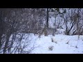 Canadian Lynx on the Hunt