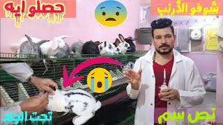 ارانب الفطاماحقن ايفوماك امتى للفطام ..(حلقه 732)