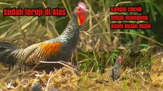 masteran ayam hutan hijau ❗ pancingan ayam hutan langsung nyaot 100% Ampuh