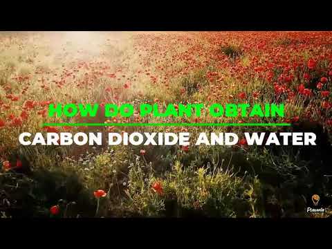 Video: Krijgen planten koolstofdioxide uit de bodem?