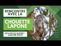 Chouette lapone 4k  rgion de qubec en janvier 2023  par ariane boivin