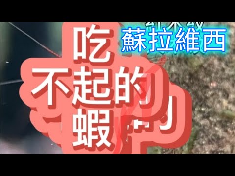 吃不下去的蝦 台產蘇拉維西蝦 種類