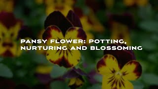 Pansy Flower: Potting, nurturing and blossoming