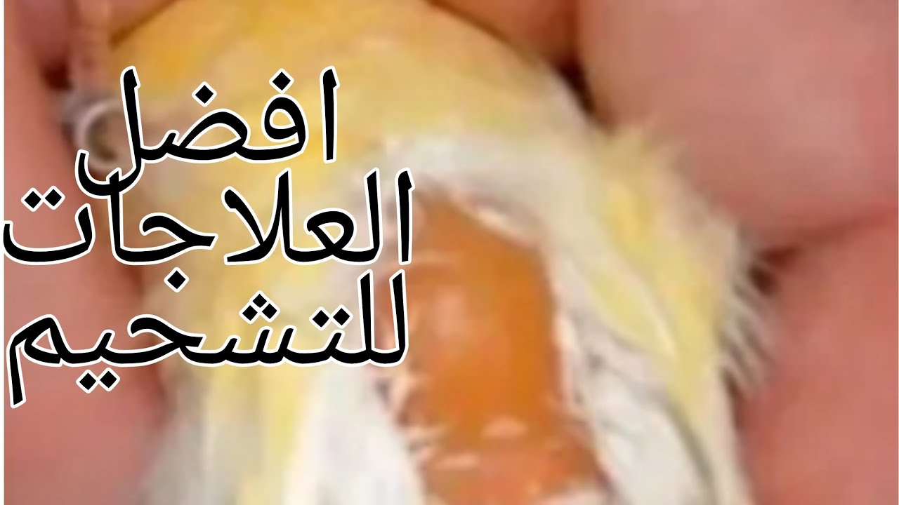افضل علاج للتشحيم عند الطيور  علاجات طبيعية ١٠٠٪