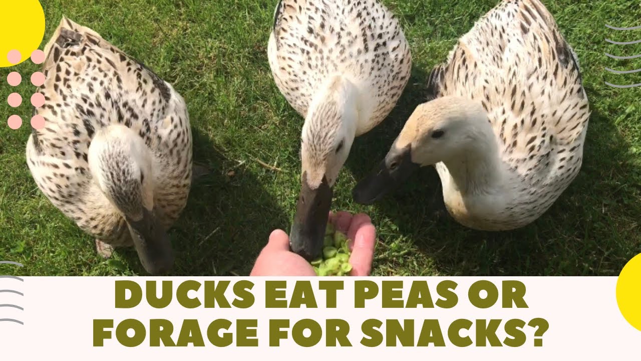 Ducks eat peas or go forage? YouTube