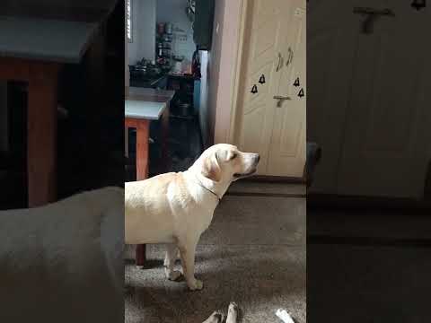 funny labrador retriever dog (Tom) shouting at television 📺 !! short