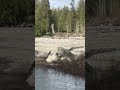 🛑Scrolling! Geese leisurely swimming in the river #birds #geese #river #nature #naturesound