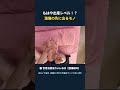 もはや出産レベル！？激痛の先に出るモノ #ゴリゴリ #足つぼ #セルフマッサージ #官足法