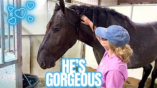 IS THIS BLUE ROAN GELDING THE ONE?! Mt Hope Horse Auction