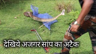 देखिए अजगर सांप का खतरनाक अटैक | 2 Big rock python snake released into the forest