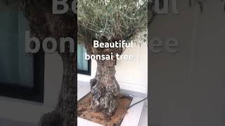 Big bonsai olive tree from Jordan in my boss villa  beautiful tree #bonsai #awesome #viralvideo