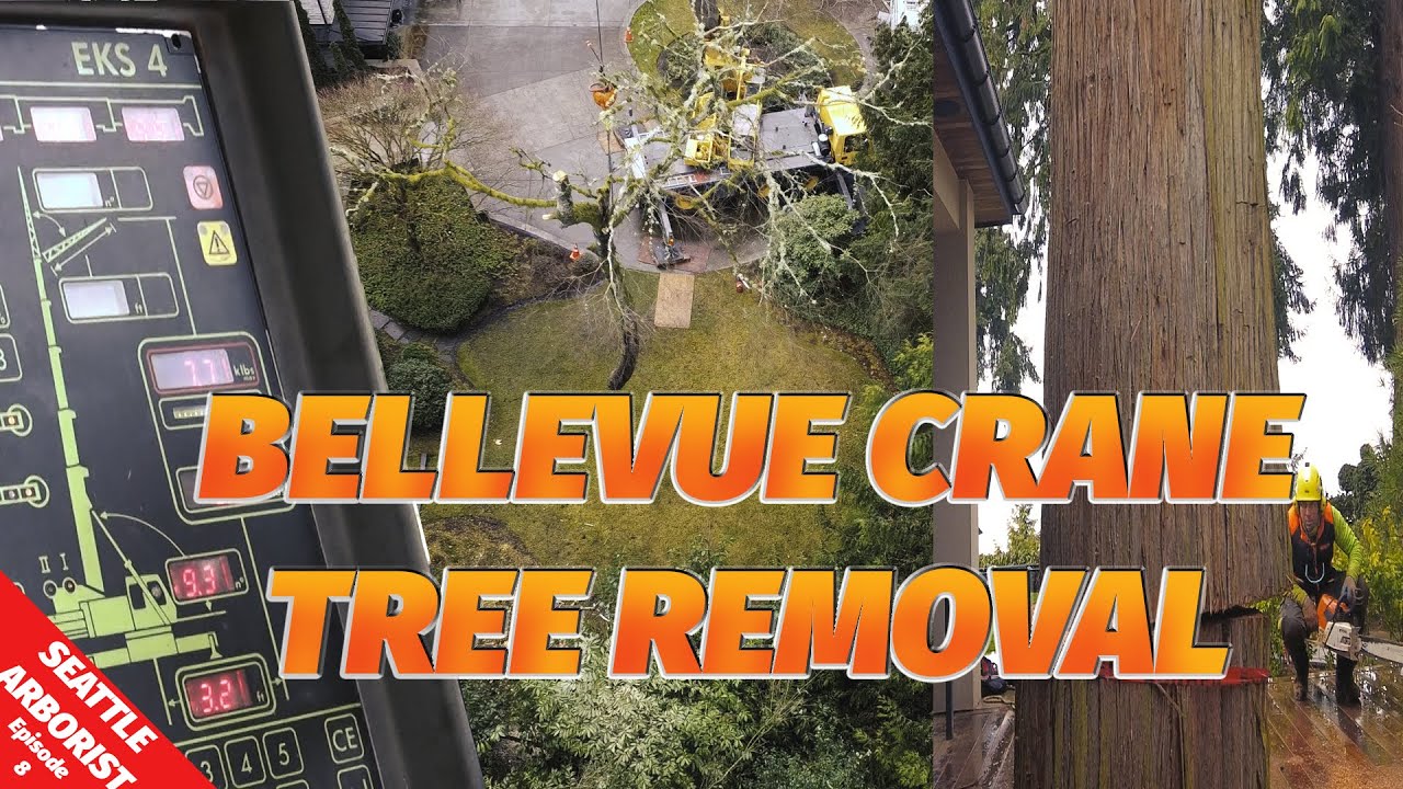 Bellevue Crane Cedar Tree Removal