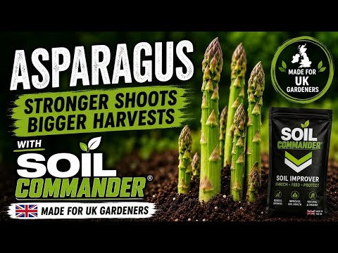 How to Grow Asparagus in the UK — Video Guide