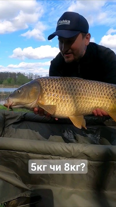 Великий карп #рибалка #рибалкавукраїні #carpfishing #карп #карпфішинг ...