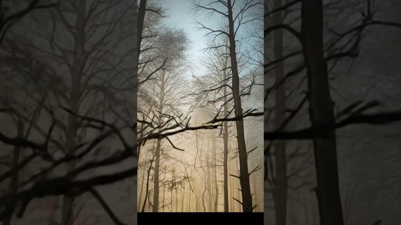 The forest from above