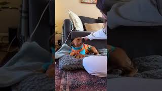 We’re Ready for the Cold! ❄️🐶 #fosterdog #adoptstrays #adopteddog