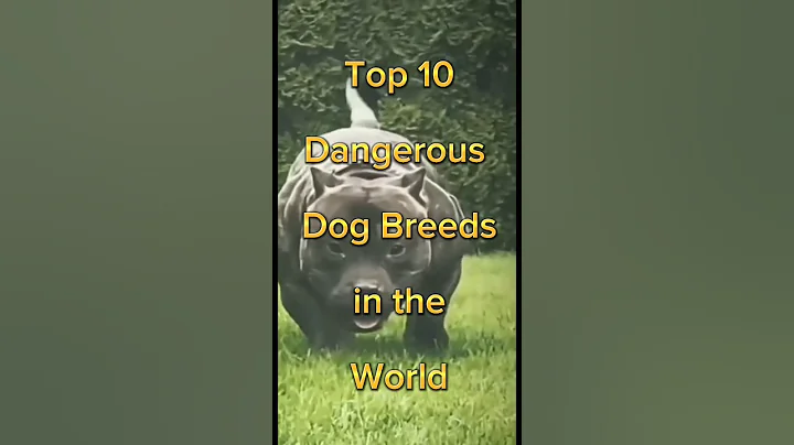 Top 10 most dangerous dog in the world shorts | #shorts #dog #top10 #dangerous - DayDayNews