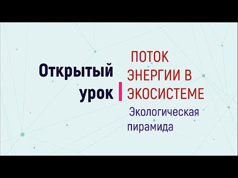 Поток энергии в экосистеме. Экологическая пирамида