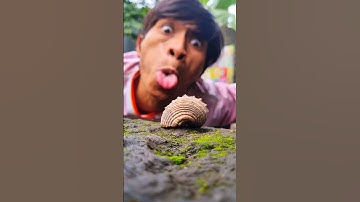 Did you know? A snail shell can attract a black millipede #shorts #millipede