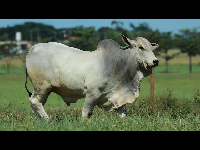 Lote 11 - SINO 1535 - Leilão Touros Sino Agropecuária