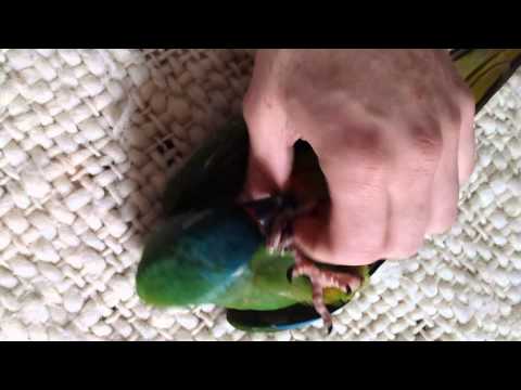 Video: Lovebird enmascarado