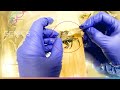 How to dissect a shrimp to sample target organs for genics shrimp multipath