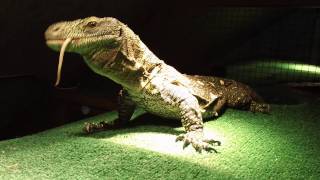 Feeding Varanus salvadorii