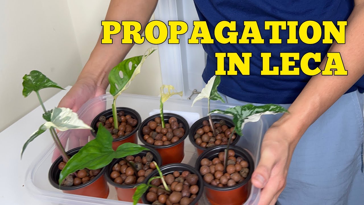 147 Indoor Plants Propagation in Water and LECA Houseplants
