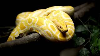 python #phython #snake #youtubefeed #facts #animal