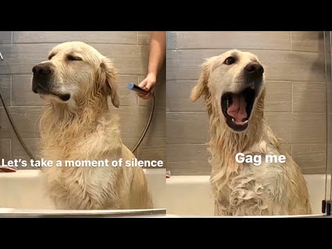 Send Help Dis Lady Doin Me A Torture Charlie Gets A Bath