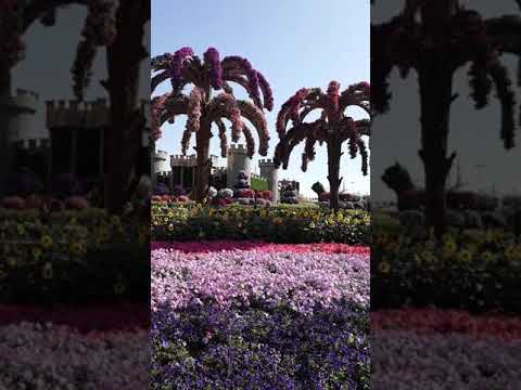 Miracle Garden DUBAI