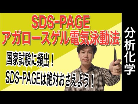 電気泳動法②「アガロースゲル、SDS PAGE」