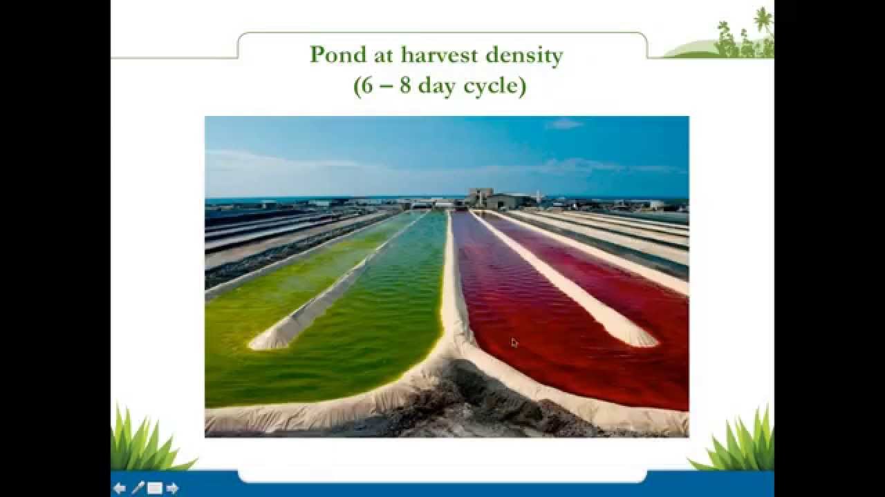 Astaxanthin Webinar -  Benefits of Taking this Powerful Antioxidant Daily | Nutrex Hawaii