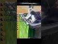 Cute &amp; Funny Cats#FunnyCat #CuteAnimals #PetVideos