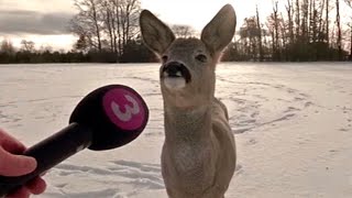 Funniest Animal Videos Ever Part 5